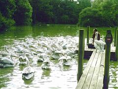 101PARC AUX OISEAUX DANS L AIN 2016 1_000021